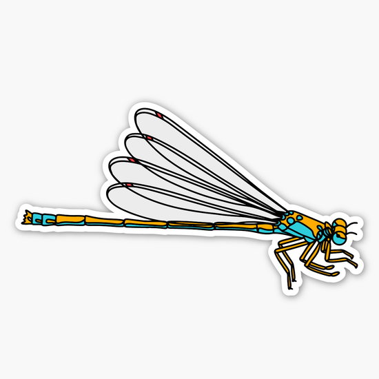Pacific Forktail Damselfly Sticker